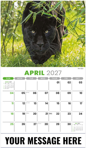 International Wildlife - 2027 Promotional Calendar
